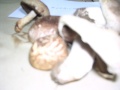 AGARICUS 